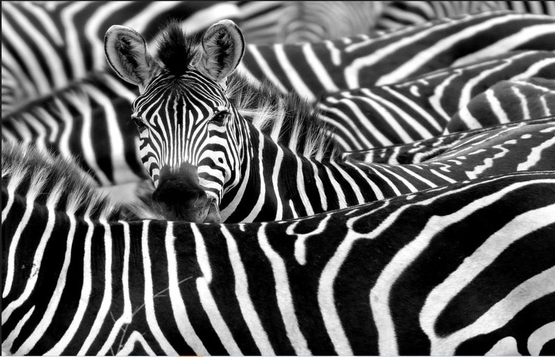 Unique Zebra Wall Art Painting Posters and Prints on Canvas Etsy