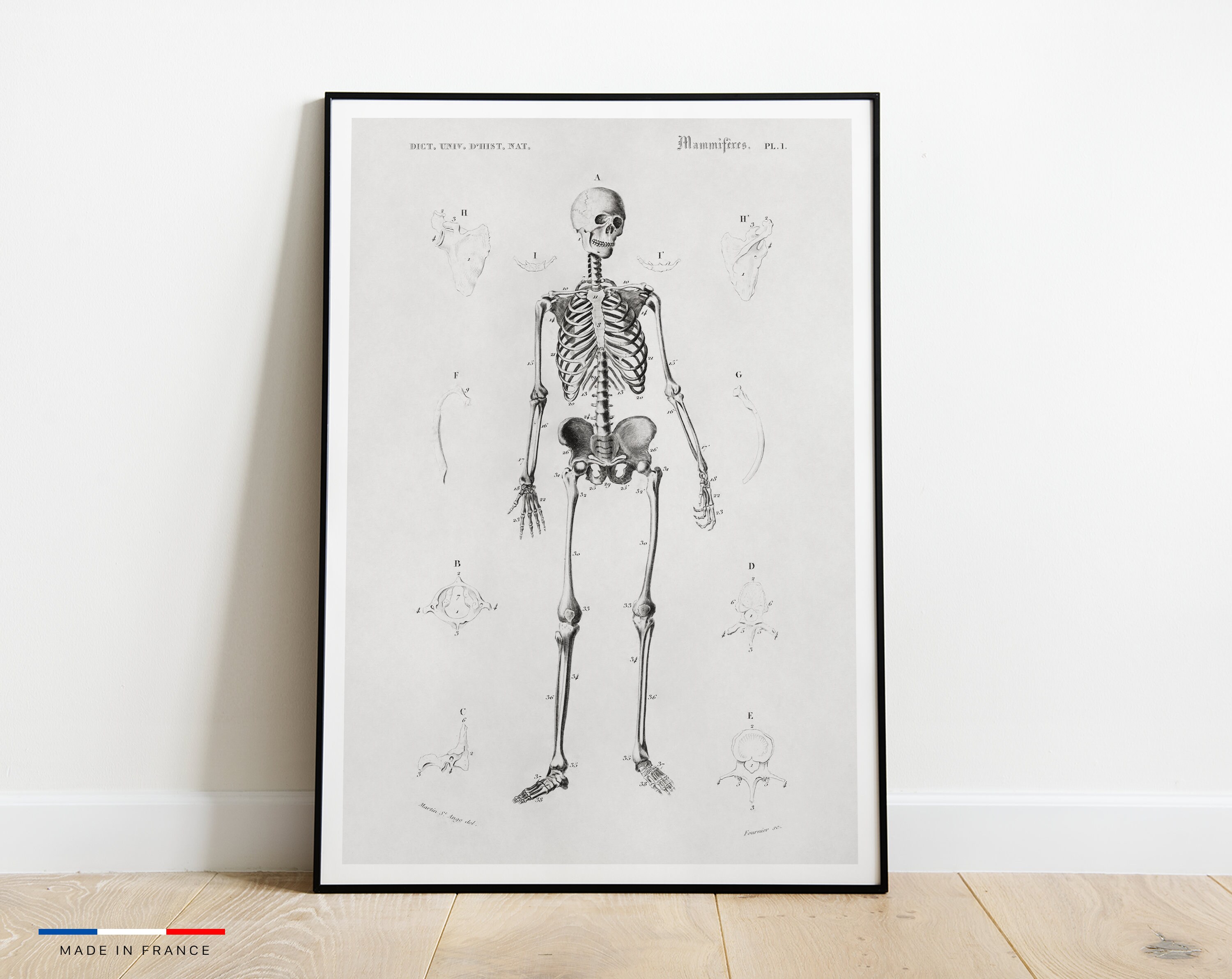 Le Squelette - Affiche Minimaliste Made in France