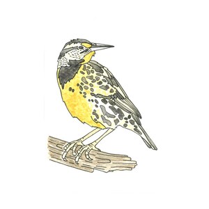Eastern Meadowlark Watercolor Painting