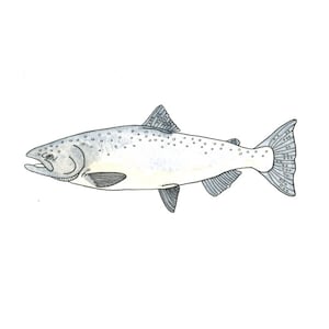 King Salmon Watercolor Painting