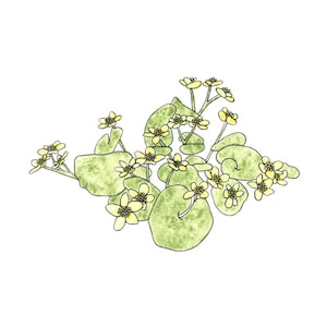 Marsh Marigold Watercolor Painting