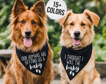 Bandanas para anunciar el embarazo de tu perro / Revelación del embarazo con perros / Nuestros humanos nos traerán un bebé. Yo creía que era el bebé.