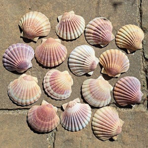 15 preciosas conchas de vieira de 10 cm, multicolor, motivos de colores encantadores, cuencos para servir, guirnalda de conchas reales, móvil artesanal, cuencos rosas