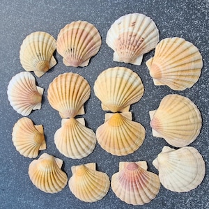 15 bellissime conchiglie di capesante da 10,5 cm, colori pastello, motivi incantevoli, ciotole da portata, ghirlanda, conchiglie vere, ciotole mobili, artigianato rosa