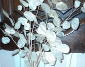 10 branches Lunaria annua silver leaf moonviole monnaie du pape dried flowers honesty Judaspfennig silver taler about 30 cm organic garden