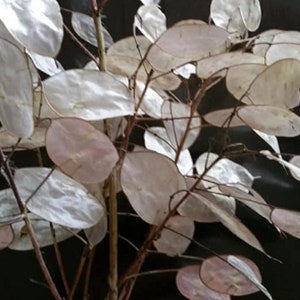 Pretty large branch of Lunaria silver leaf with delicate leaves in mother-of-pearl effect. Dried flowers for autumn/Christmas bouquet. Approx. 90 cm decorative branch.