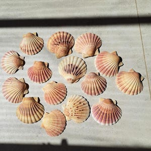 15 preciosas conchas de vieira de 9 cm, multicolor, motivos de colores encantadores, cuencos para servir, guirnalda, conchas reales, móvil, artesanía, cuencos rosas