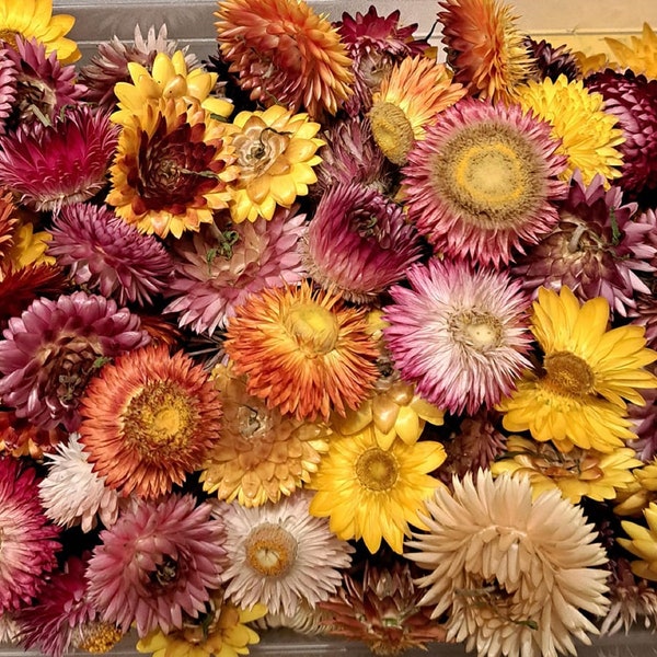 50 dried straw flowers red and yellow scattered decoration straw flower heads craft/natural material floristry Easter table autumn wreath spring wreath