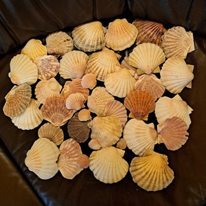 1 kg unvollkommene Jakobsmuscheln Strand Dekor Aquarium Terrarium Deko bezaubernde Farbe Motiven  Girlande  Mobile Handwerk rosa Schalen