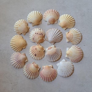 15 schöne Jakobsmuscheln 9,5 cm Pastellfarben weiß bezaubernde Motiven Servierschalen Girlande echte Muscheln Mobile Handwerk rosa Schalen