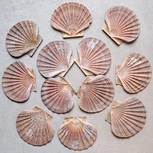 12 conchas planas muy bonitas, etiquetas de nombres marítimos de 12,5 cm, imágenes energéticas/marcos de espejo, conchas reales móviles, decoración de mesa