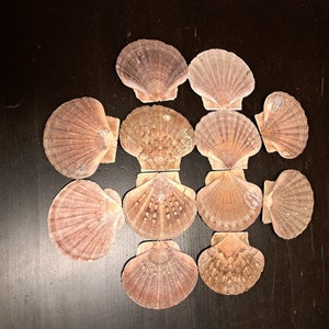 12 conchas planas muy bonitas, etiquetas de nombres marítimos de 11 cm, imágenes energéticas/marcos de espejo, conchas reales móviles, decoración de mesa