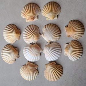 12 hermosas vieiras 11 cm colores pastel blanco motivos encantadores cuencos para servir guirnalda de conchas reales artesanía móvil cuencos rosas