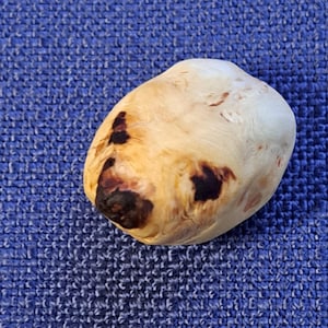 Può includere: Un piccolo sasso rotondo di colore marrone chiaro con macchie marroni scure. Il sasso ha una superficie liscia e lucida.