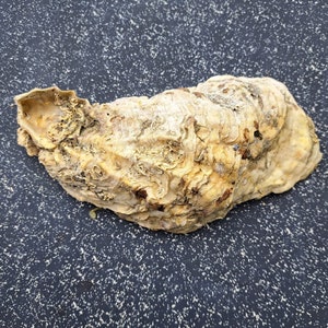 1 außergewöhnlich gross bretonische Austern Schale 20cm Tischdekoration Räucherwerk Servier/Schmuckschale Mobile gereinigt Maritime  Deko