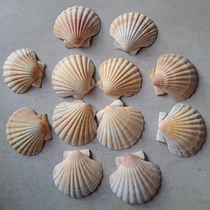 12 hermosas vieiras 11,5 cm colores pastel blanco motivos encantadores cuencos para servir guirnalda conchas reales artesanía móvil cuencos rosas