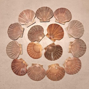 15 conchas planas muy bonitas, etiquetas de nombres marítimos de 9 cm, imágenes energéticas/marcos de espejo, conchas reales móviles, decoración de mesa