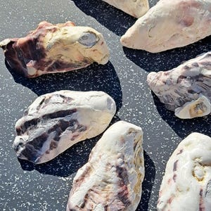 12 conchiglie di ostriche bretoni viola decorazione da tavola ciotola da portata incenso ciotola per gioielli mobile mare spiaggia marittima ghirlanda decorazione