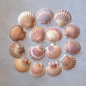 15 sehr schöne Jakobsmuscheln 9,5 Multicolor bezaubernde Farbe Motiven Servierschalen Girlande echte Muscheln Mobile Handwerk rosa Schalen