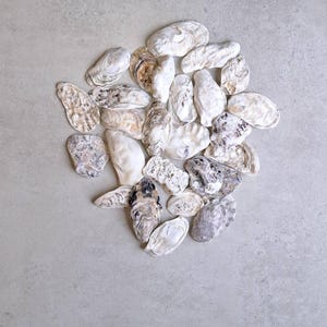 Könnte beinhalten: Eine Ansammlung von Austernschalen in verschiedenen Größen und Formen, angeordnet auf einer hellgrauen Oberfläche. Die Schalen zeigen eine Reihe von Farben, darunter Weiß, Beige und Grau, mit strukturierten Oberflächen und natürlichen Mustern. Einige Schalen sind geöffnet.