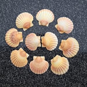10 sehr schöne Jakobsmuscheln 9 cm Multicolor bezaubernde Farben Motiven Servierschalen Girlande echte Muscheln Mobile Handwerk rosa Schalen