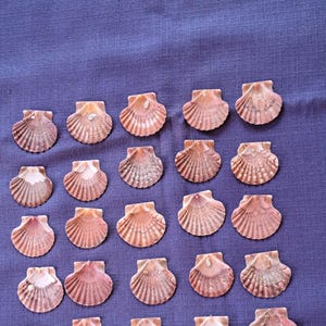 25 lindas conchas de vieira mini planas placas de identificação marítimas fotos de energia/molduras de espelho conchas reais móveis decoração de mesa