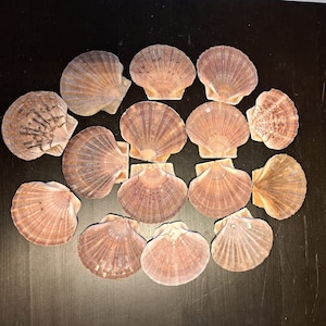 15 conchas planas muy bonitas, etiquetas de nombres marítimos de 10 cm, imágenes energéticas/marcos de espejo, conchas reales móviles, decoración de mesa