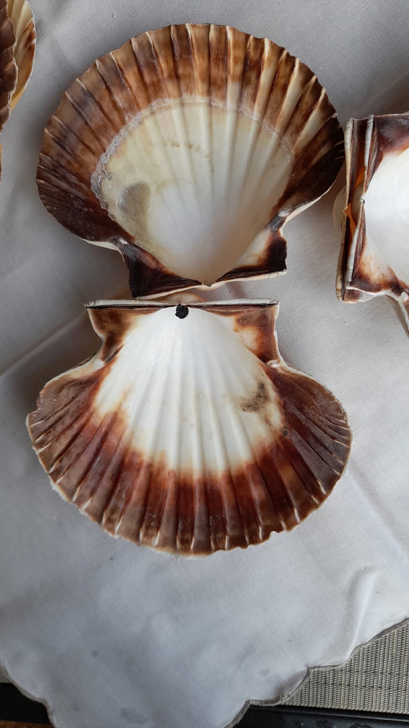 6 extra large scallops Sound Scallop Shell Brittany Ragout Etsy