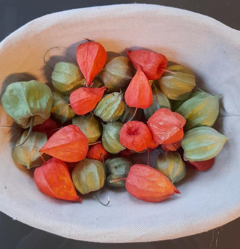 35 Dried Physalis Lampion Flower Chinese Lantern Craft | Etsy