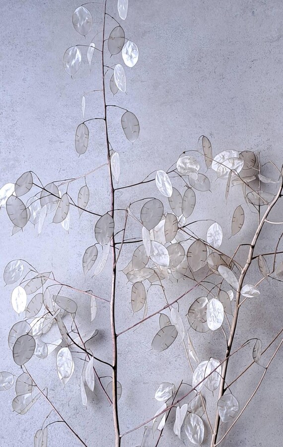 2 Zweige Lunaria Silberblatt zarten Blttern Perlmutt-Effekt Monnaie du  pape getrocknete Blumen Silbertaler bis 80cm Frhlings/Osterstrau - Etsy.de