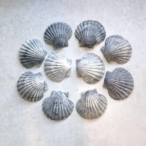 10 extra grote XXL grijs/zwarte Sint-Jakobsschelpen, ongewone kleur, 11,5 cm, decoratieve zeepschaal, ragoutschaal, knutselprojecten, Sint-Jakobsschelp