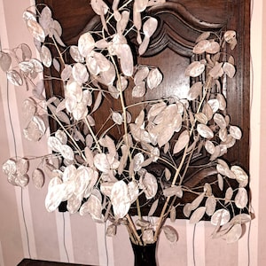 Könnte beinhalten: Ein Strauß getrockneter Lunaria, auch Silberblatt genannt, in einer schwarzen Vase. Die zarten, durchscheinenden Samenkapseln sind von blasssilberner Farbe. Die Vase steht auf einer Holzoberfläche vor einem dunklen, geschnitzten Holzgrund.