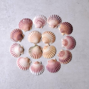 Peut inclure: Une collection de coquilles Saint-Jacques disposées en cercle. Les coquilles varient en couleur, avec des nuances de rose, de beige et de crème. Chaque coquille a une texture nervurée et une forme en éventail, créant une esthétique côtière naturelle.
