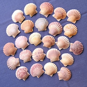 Peut inclure: Une collection de coquillages en forme de coquilles Saint-Jacques, dans des tons de rose, pêche et crème, disposés sur une surface bleue. Les coquillages présentent des nervures texturées en forme d'éventail et sont de tailles variées.