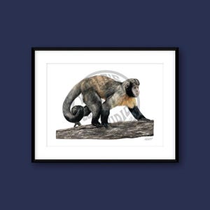 Capuchin Monkey Art Print: Original Colored Pencil Drawing (Digital Download)