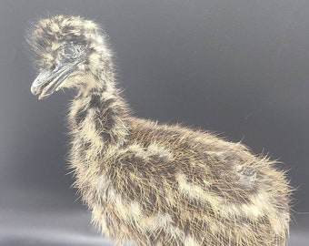 Baby emu taxidermy