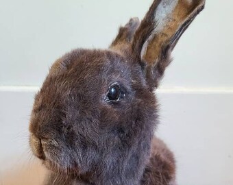 Large taxidermy rabbit