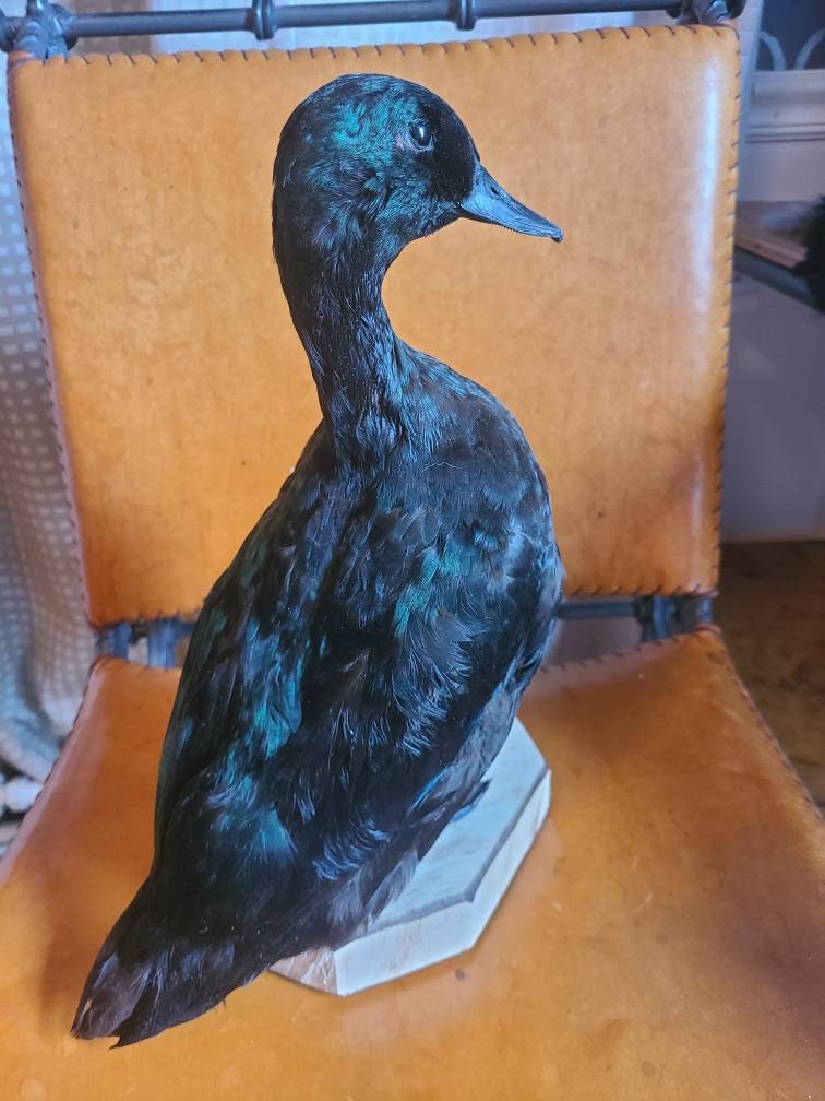 Duck taxidermy | Etsy