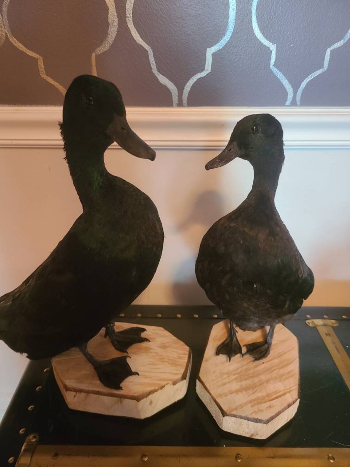 Duck taxidermy Etsy