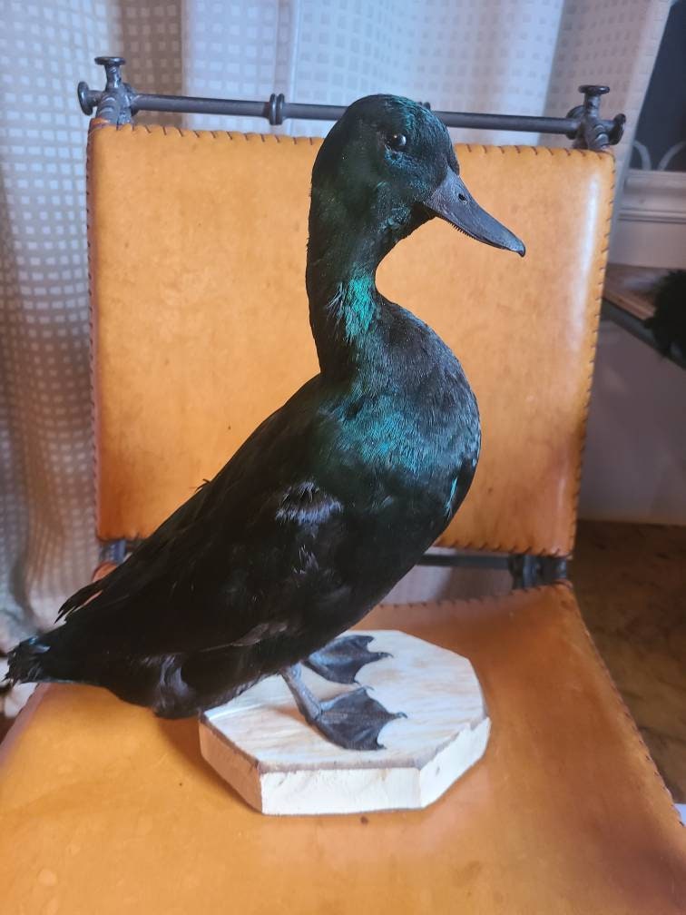 Duck taxidermy Etsy