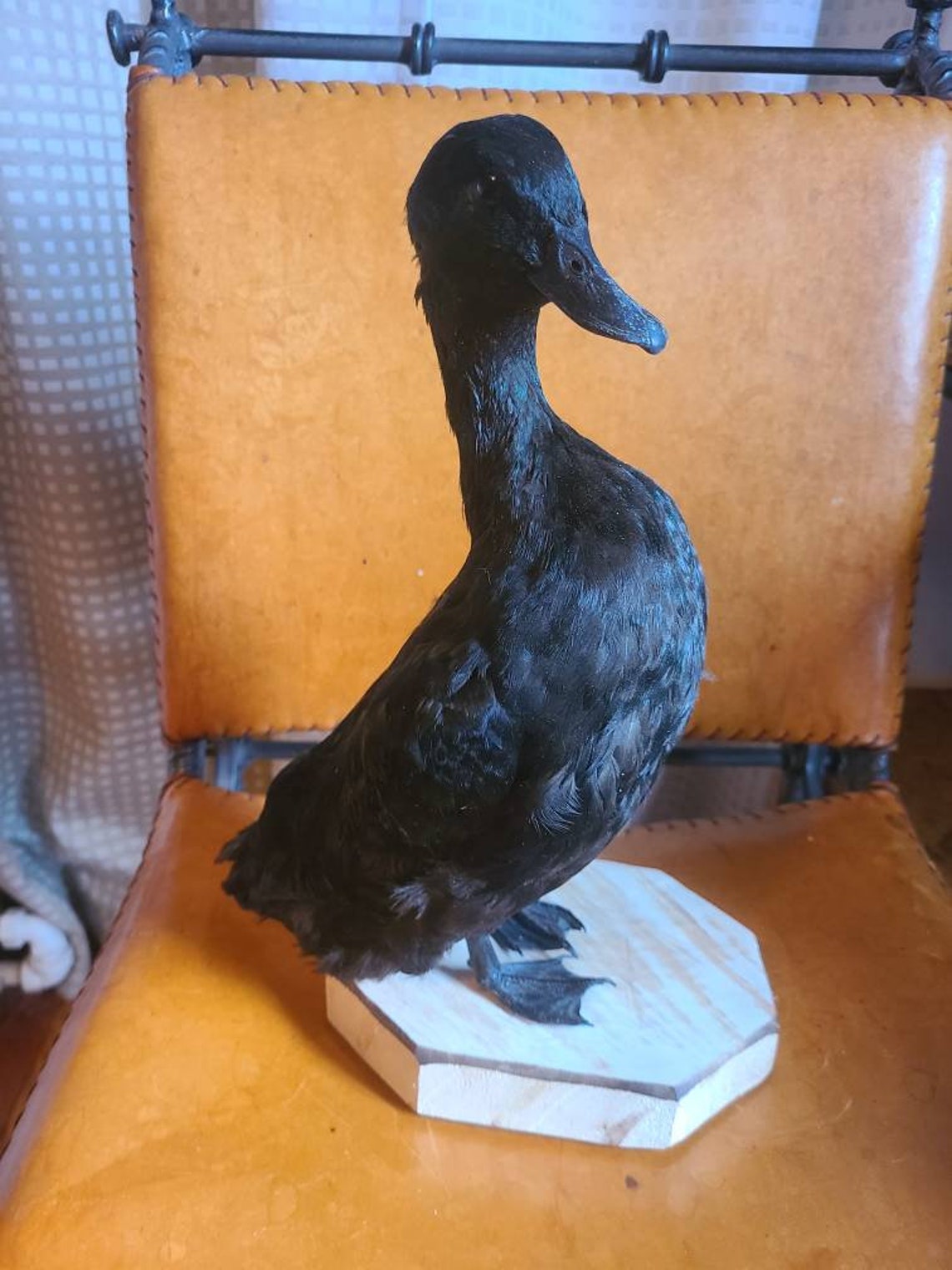 Duck taxidermy | Etsy