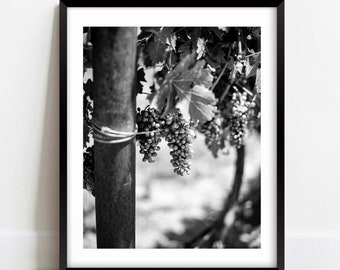Vineyard Black & White Photography Print II