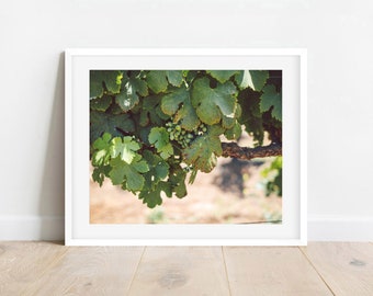 Lush Vineyard Vines Photography Print