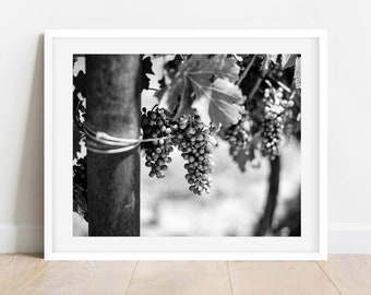 Vineyard Black & White Photography Print I