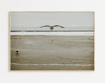 Seagull in Flight Beach Fine Art Photography Print