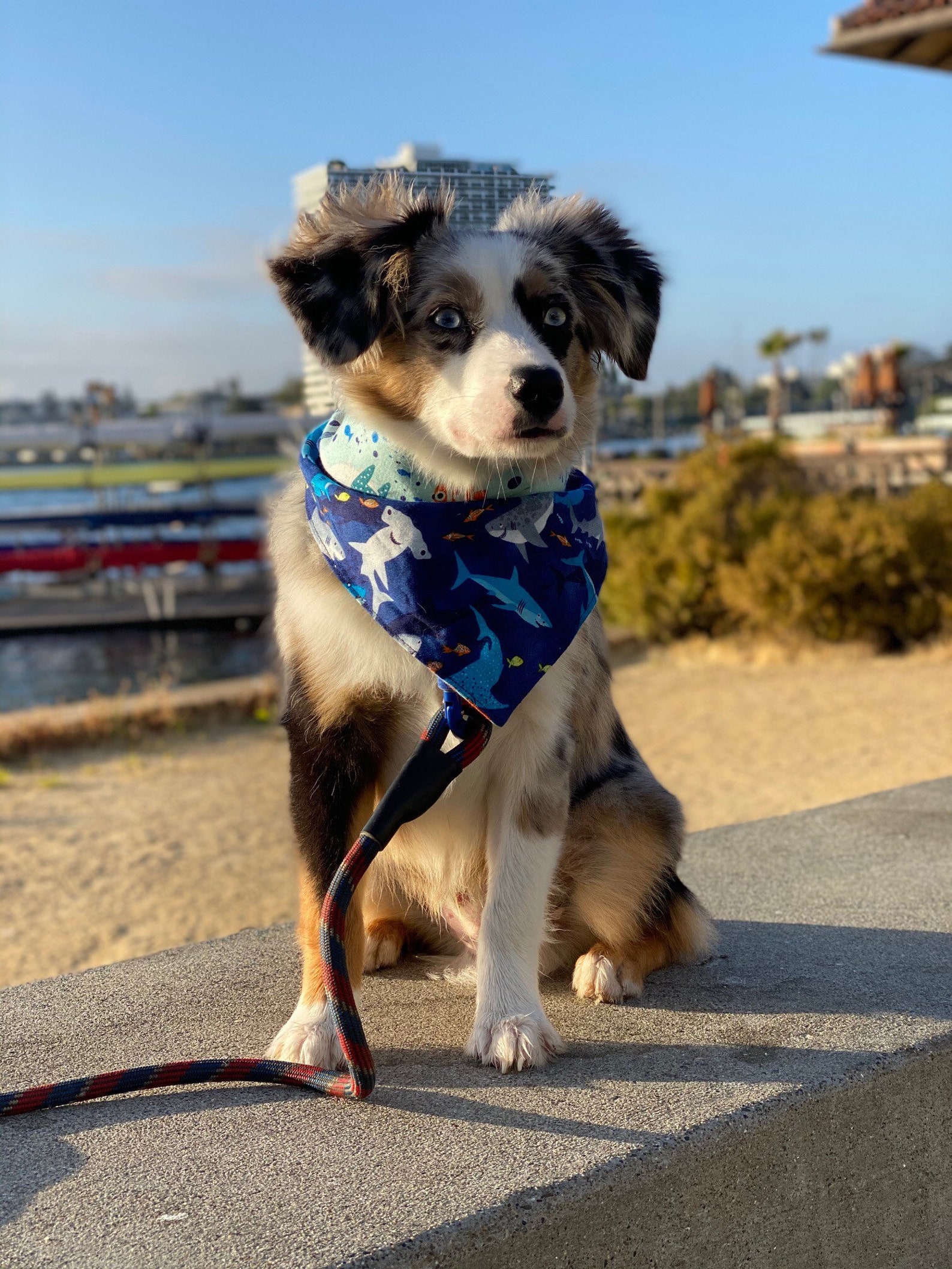 Unter dem Meer / Smiley Haie Wendbar Hunde Bandana Etsy