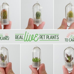 Tiny Terrarium Real Live Pet Plant! - Cactus - Succulent - Miniature Key Chain - Necklace - Christmas Gift - Fairy Garden - Mini Plant