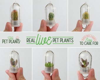 Tiny Terrarium Real Live Pet Plant! - Cactus - Succulent - Miniature Key Chain - Necklace - Christmas Gift - Fairy Garden - Mini Plant