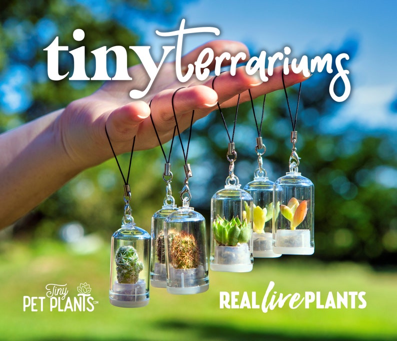 Tiny Terrarium Real Live Pet Plant Cactus Succulent Etsy
