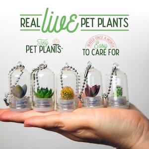 Tiny Terrarium Real Live Pet Plant! - Cactus - Succulent - Miniature Key Chain - Necklace - Christmas Gift - Fairy Garden - Mini Plant